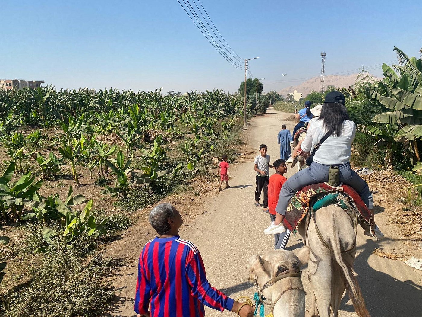 Camel or Horse Ride in Luxor